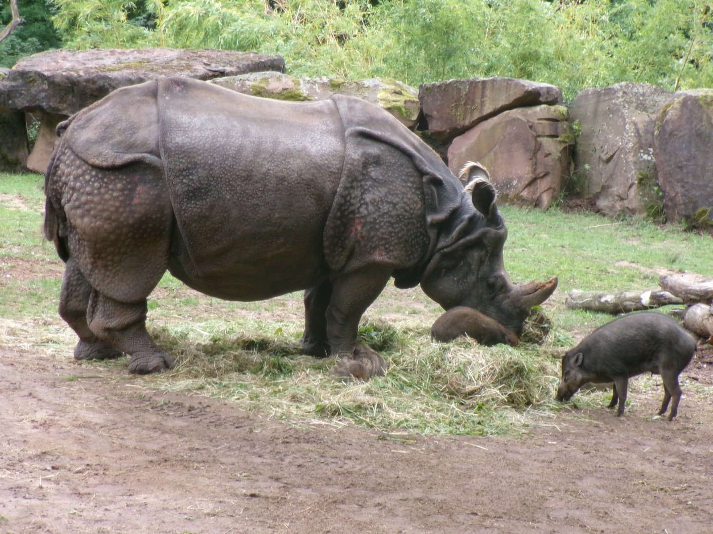 Indian rhino and Visayan warty pigs