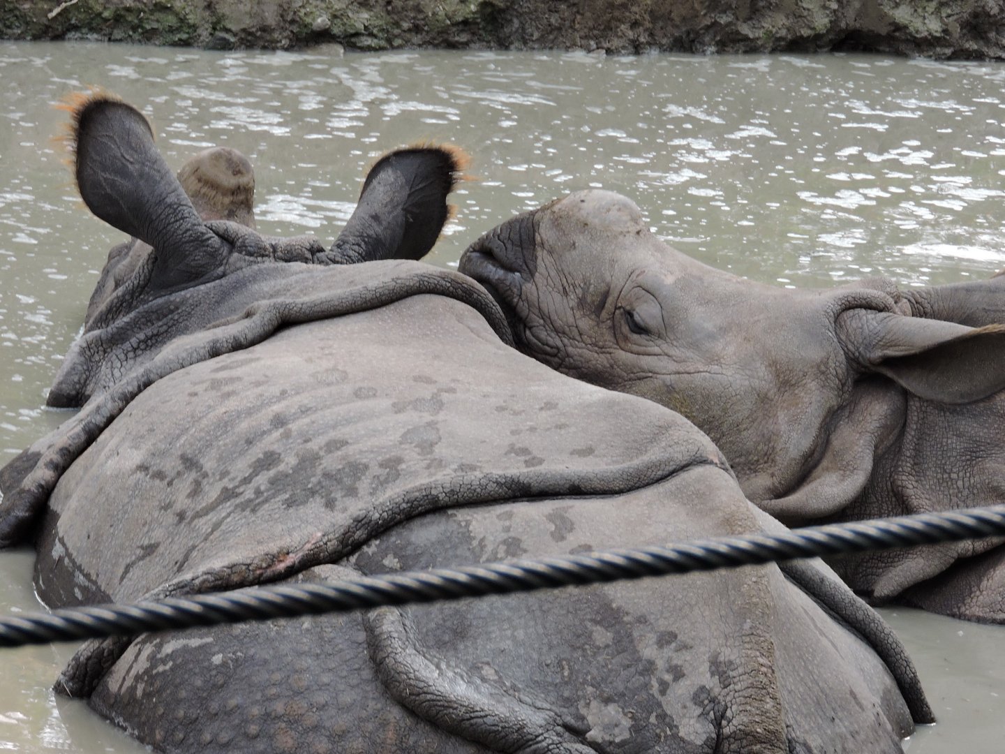 Indian Rhino - Asha and Nandu