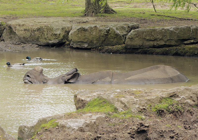 Indian rhino Asha bathing