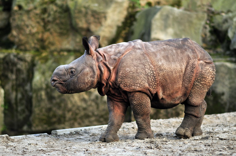 Indian Rhino at Berlin Tierpark