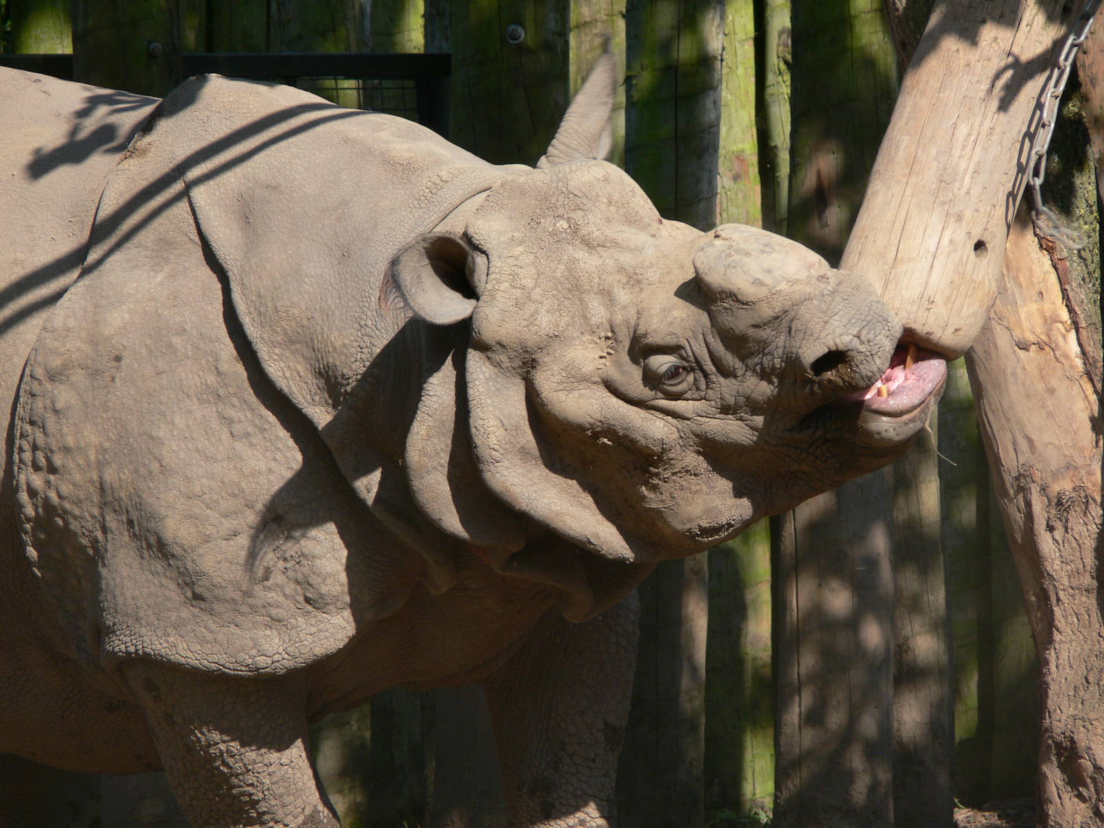 Indian Rhino at Chester, 23/07/14