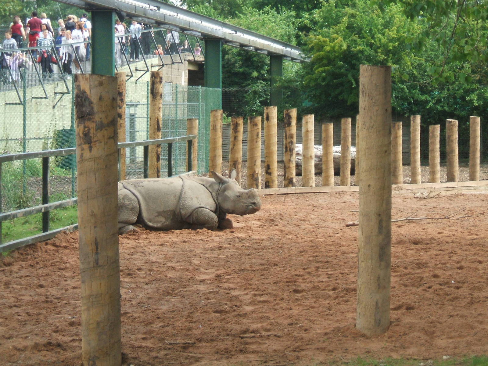 Indian Rhino at Chester Zoo, 2007