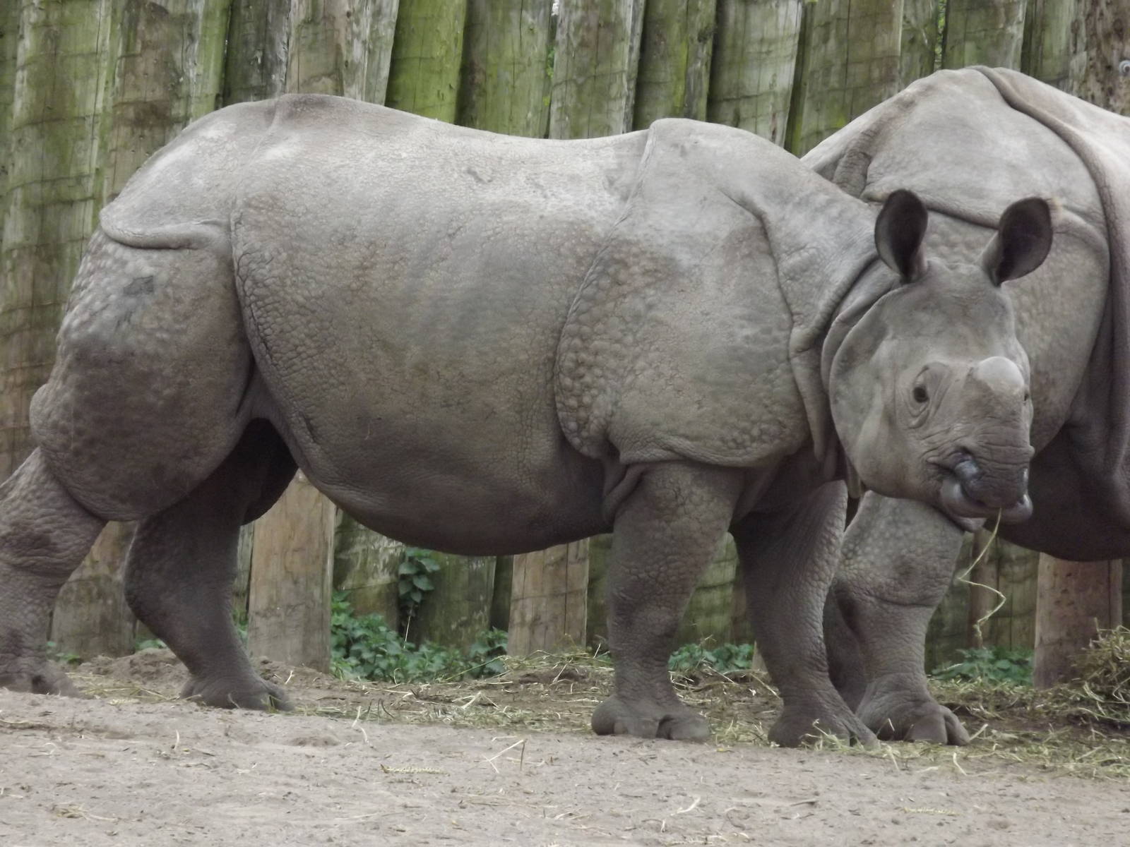 Indian Rhino at Chester Zoo 31/03/12