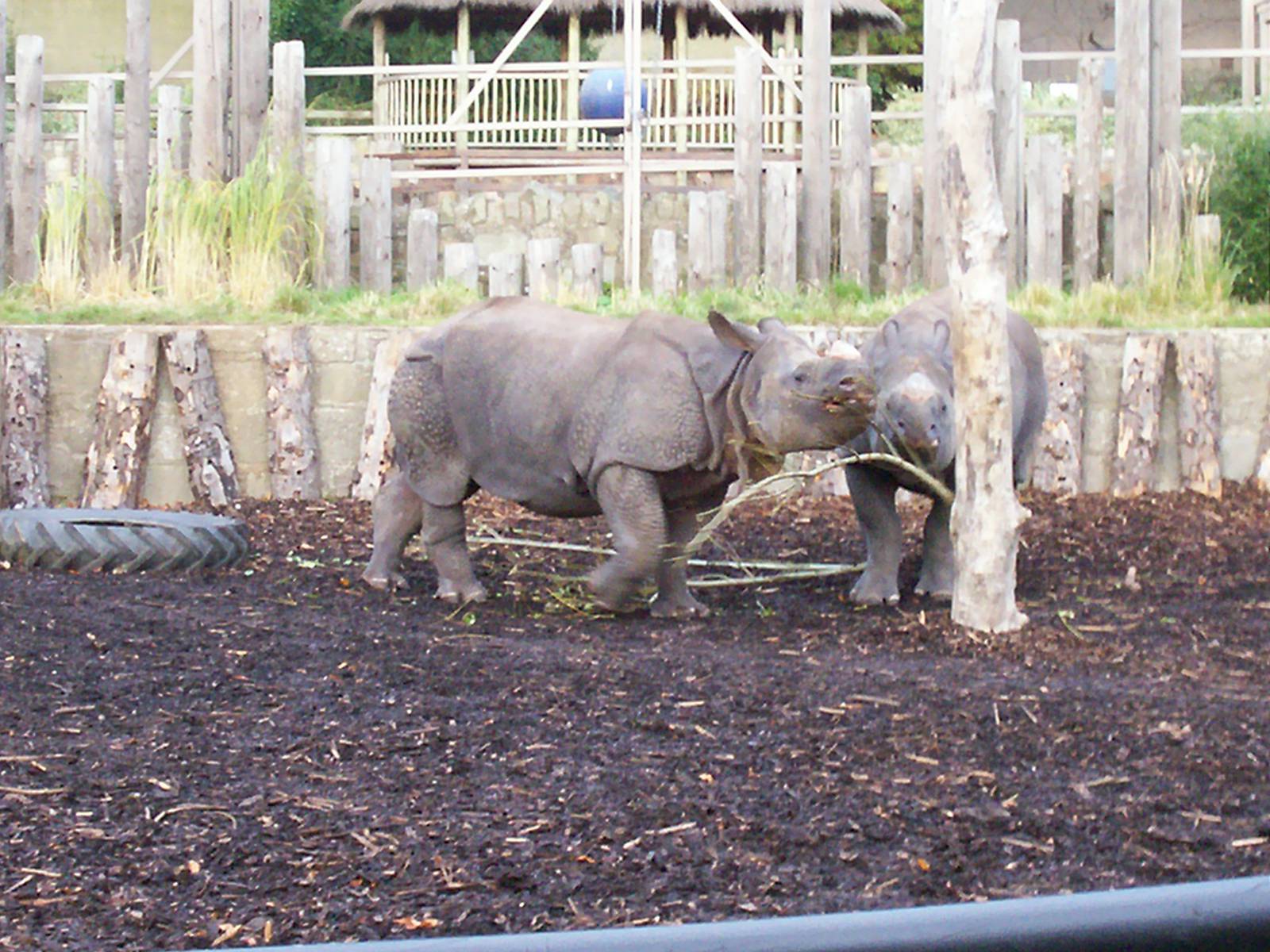 Indian rhino at Edinburgh zoo