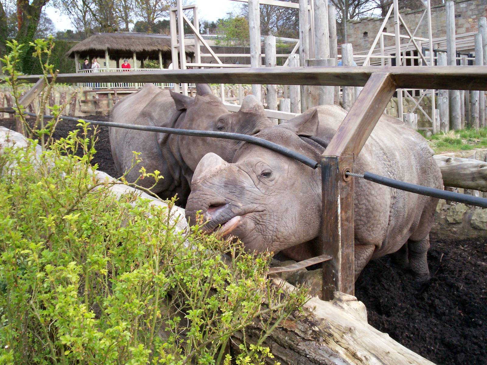 Indian rhino at Edinburgh zoo