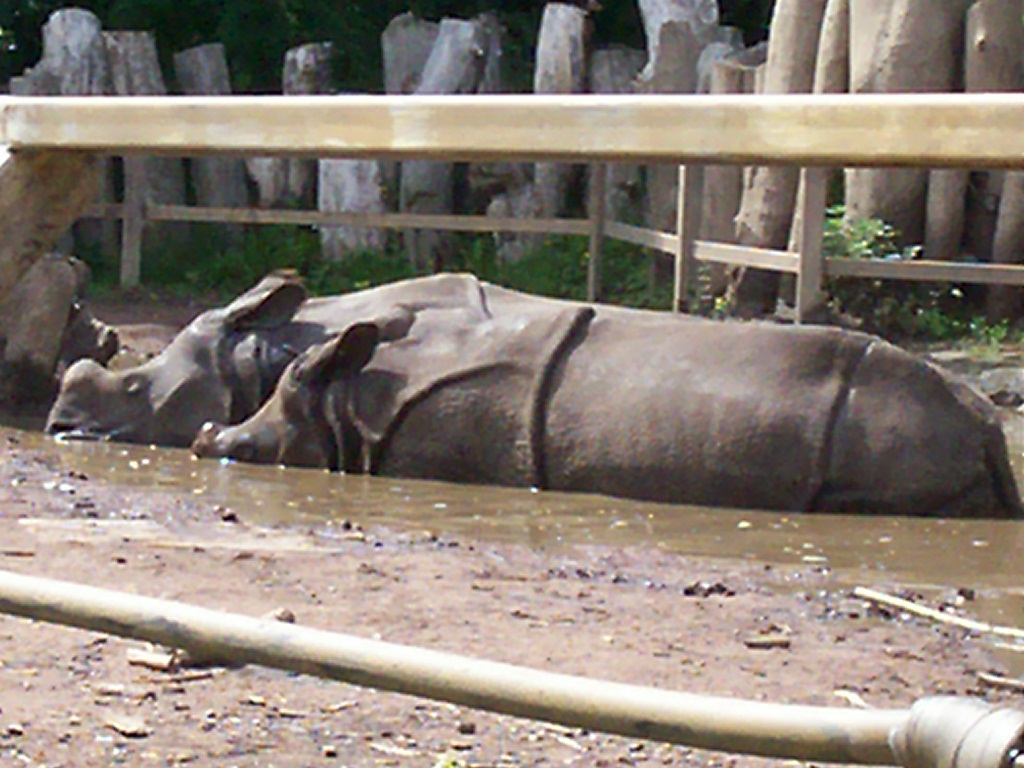 indian rhino at edinburgh zoo
