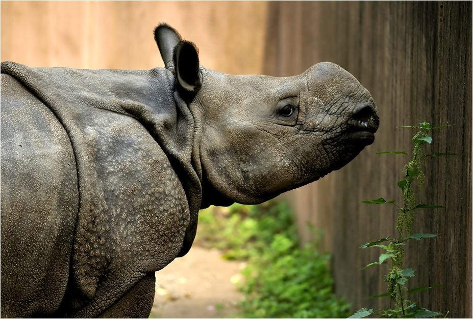 Indian rhino at nuremberg zoo