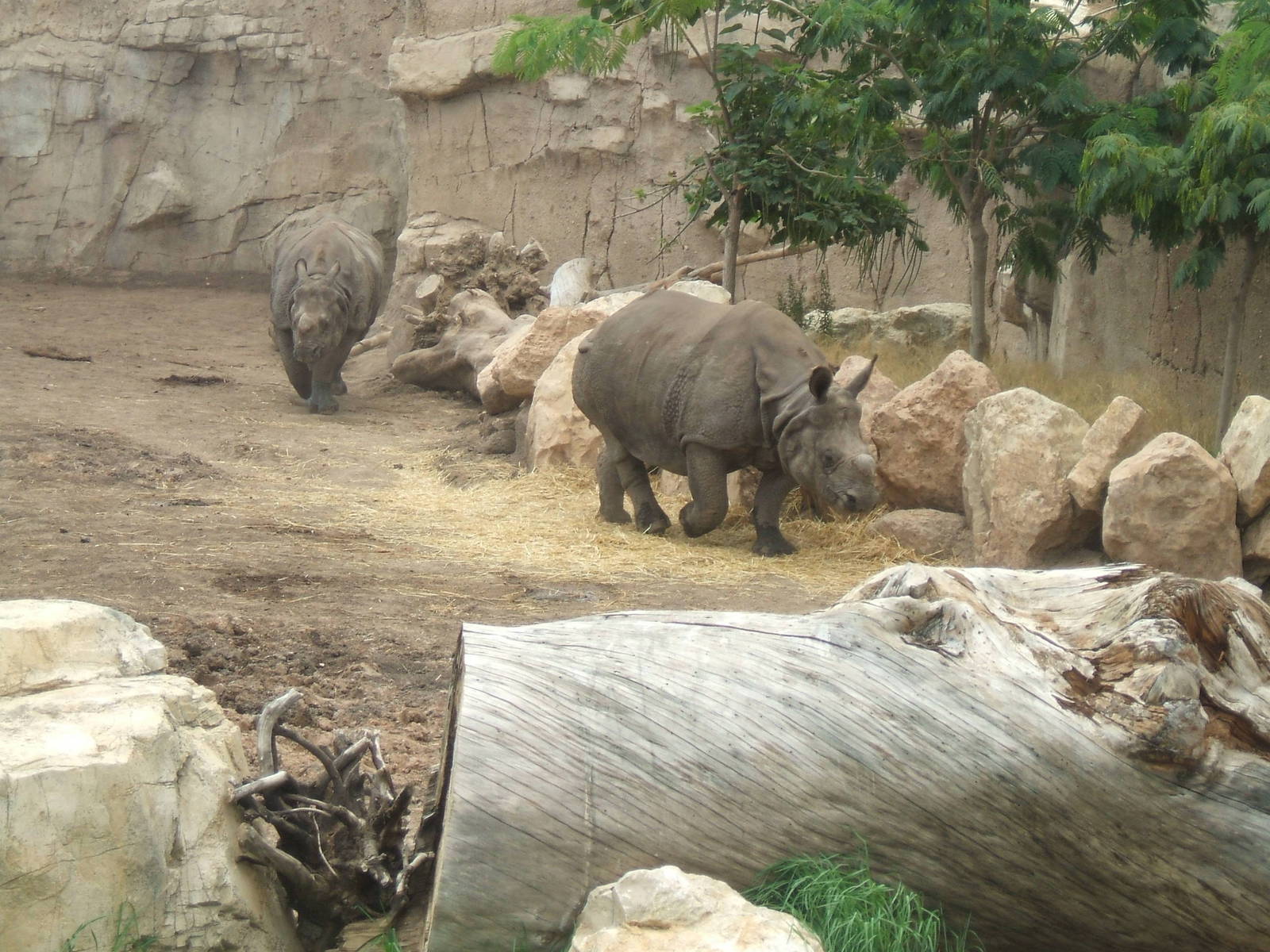 Indian Rhino at Terra Natura