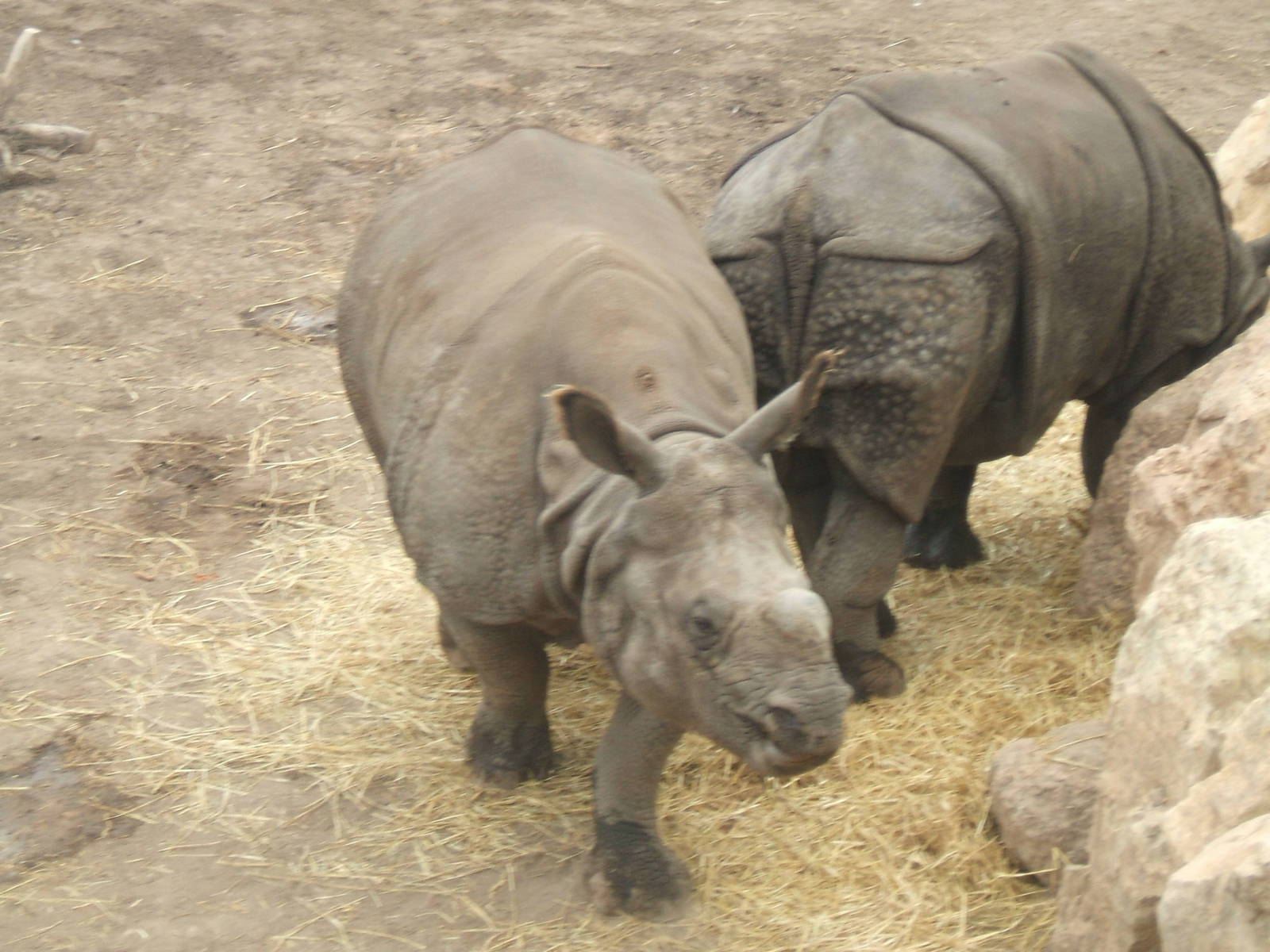 Indian Rhino at Terra Natura
