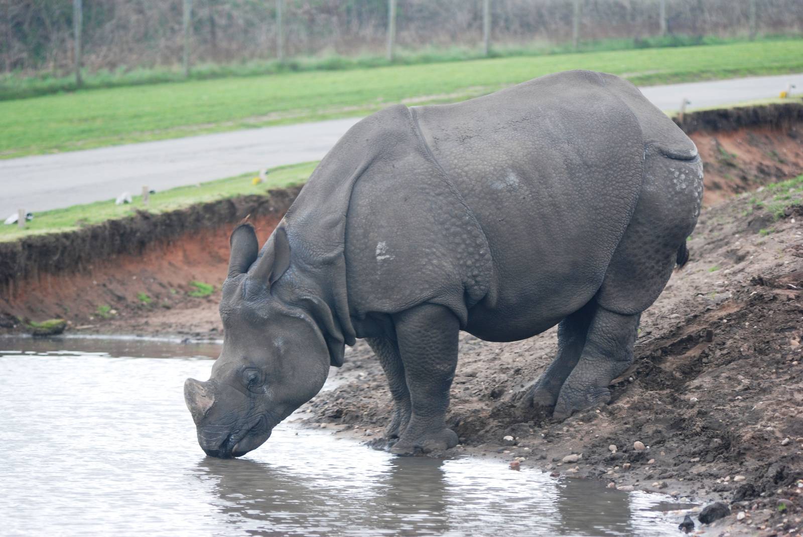 Indian Rhino at West Mids, 05/05/12