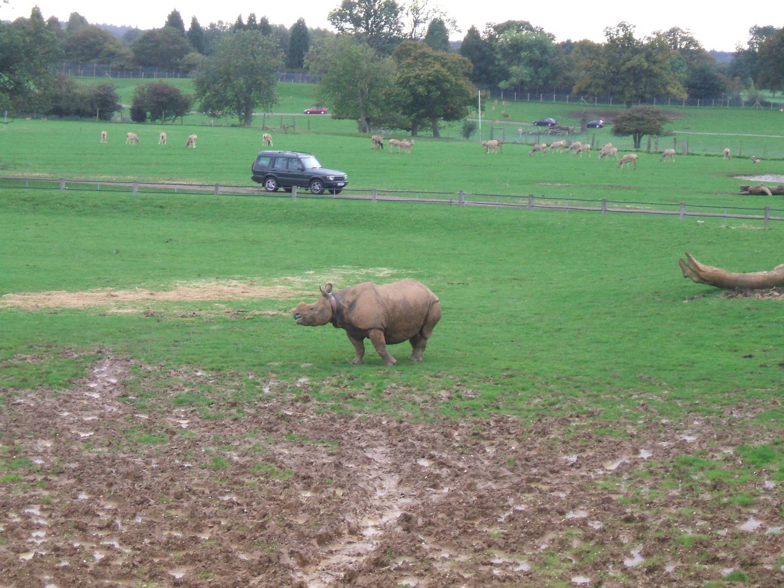 Indian Rhino at Whipsnade