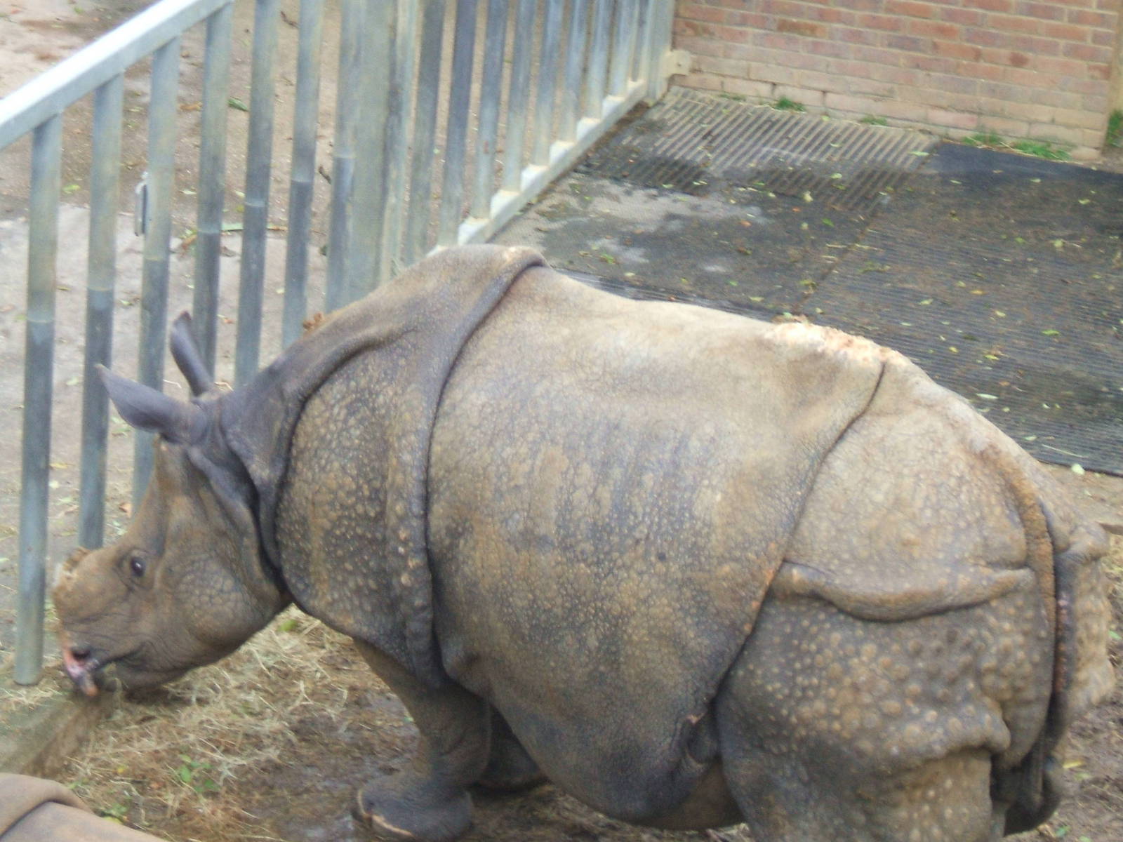 Indian Rhino at Whipsnade