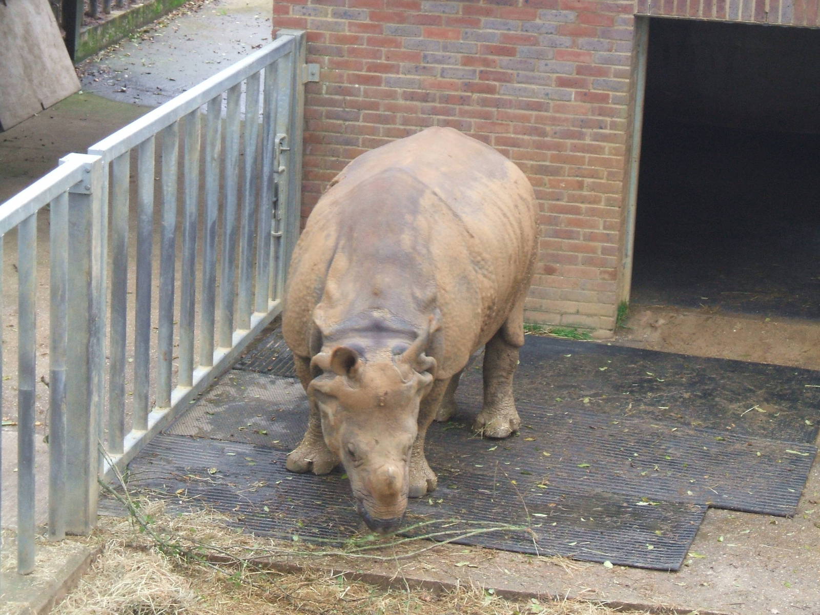Indian Rhino at Whipsnade