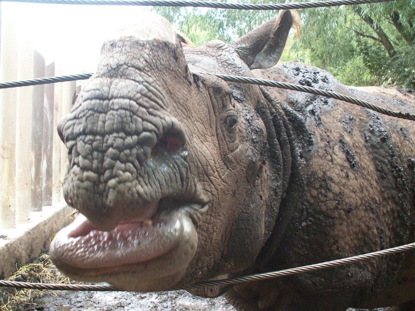 Indian rhino - August 2013