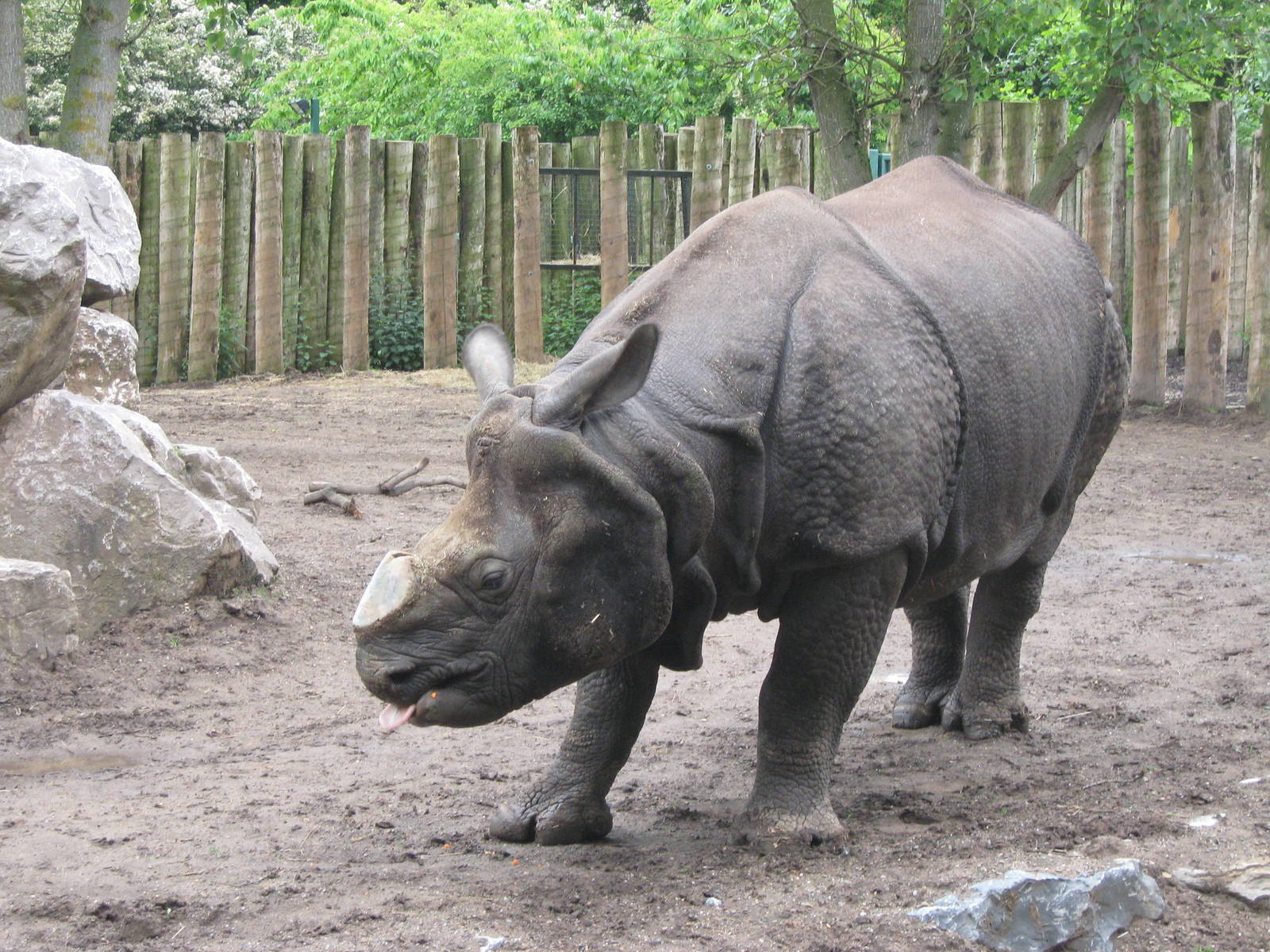 Indian Rhino Babuu 1.6.10