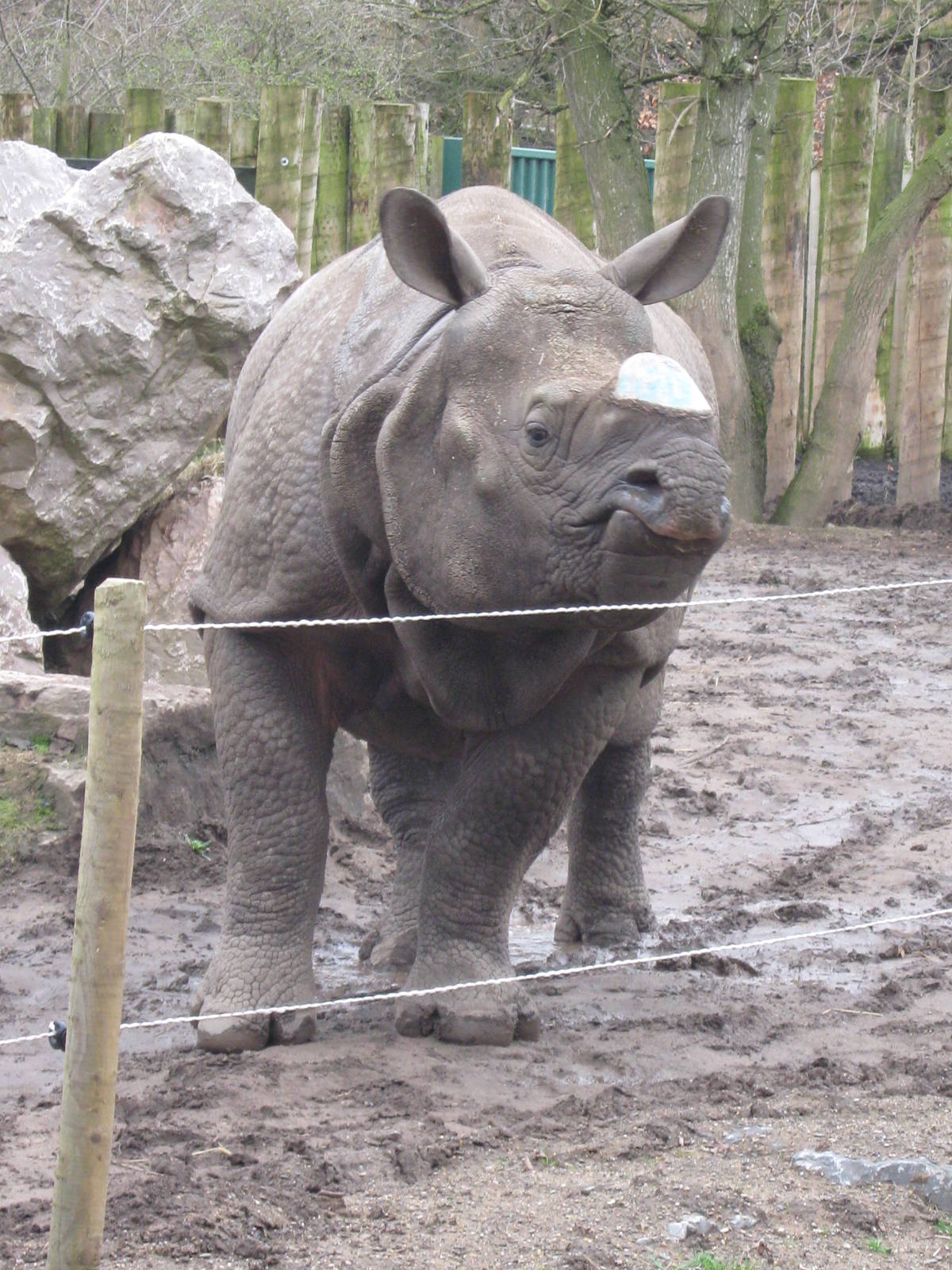 Indian Rhino Babuu 30.3.10