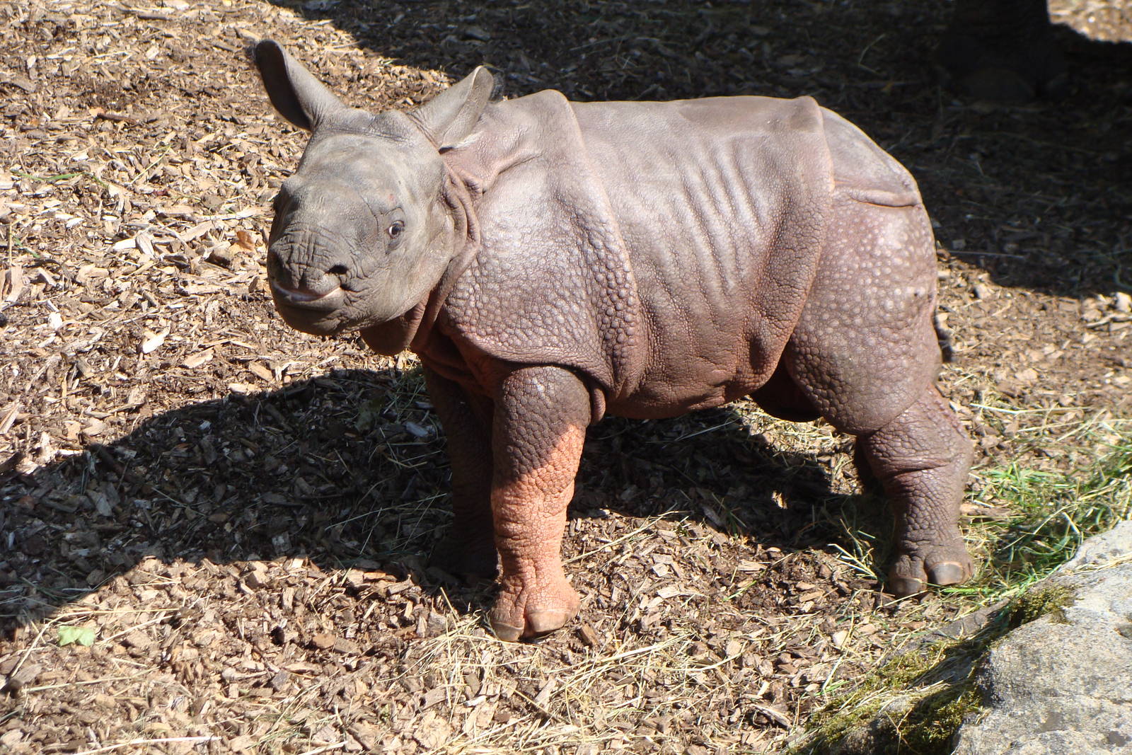 Indian rhino baby seto paitala