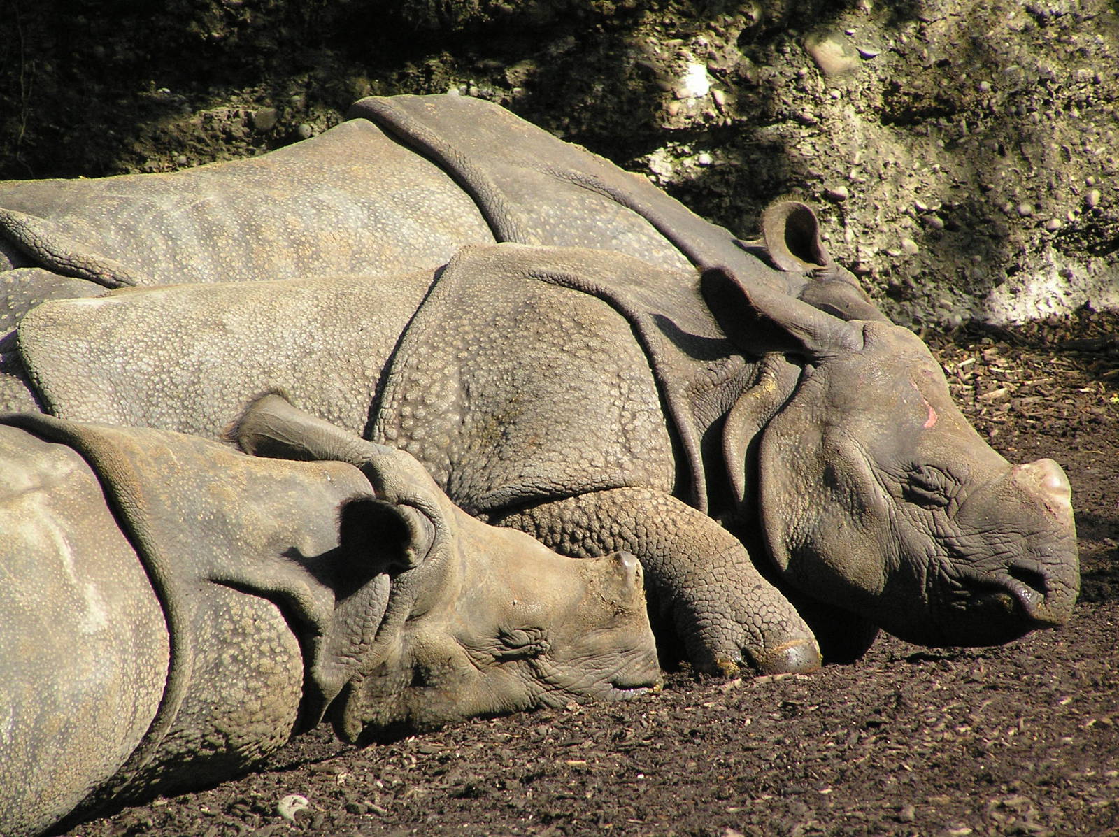 Indian rhino - Basel 2006