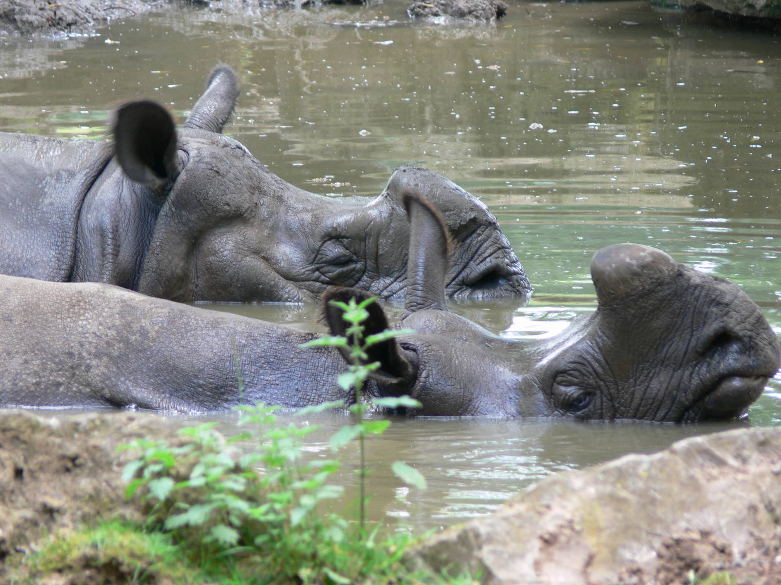 Indian Rhino bathing at Chester Zoo, 06/07/13
