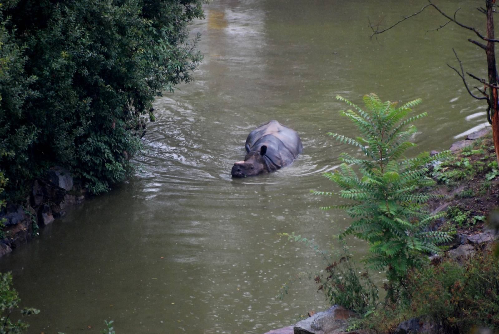 Indian Rhino Bathing at Pilsen, 31/08/12