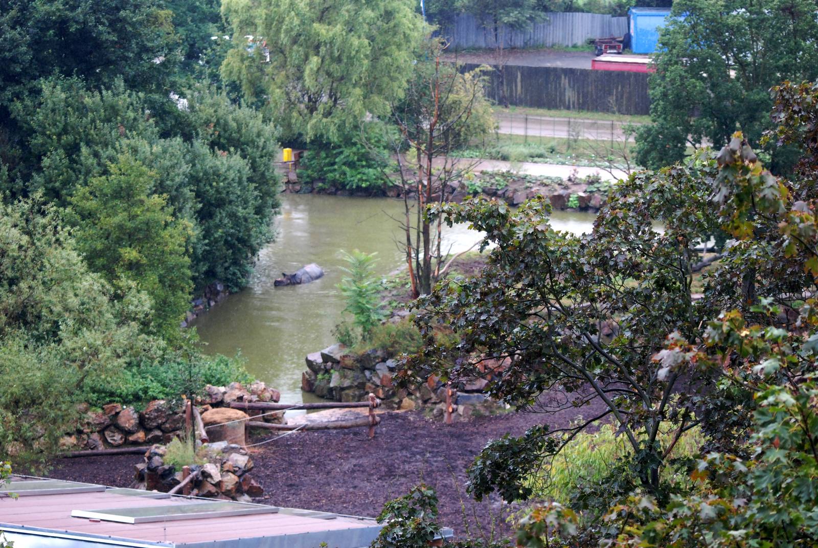 Indian Rhino Bathing at Pilsen, 31/08/12