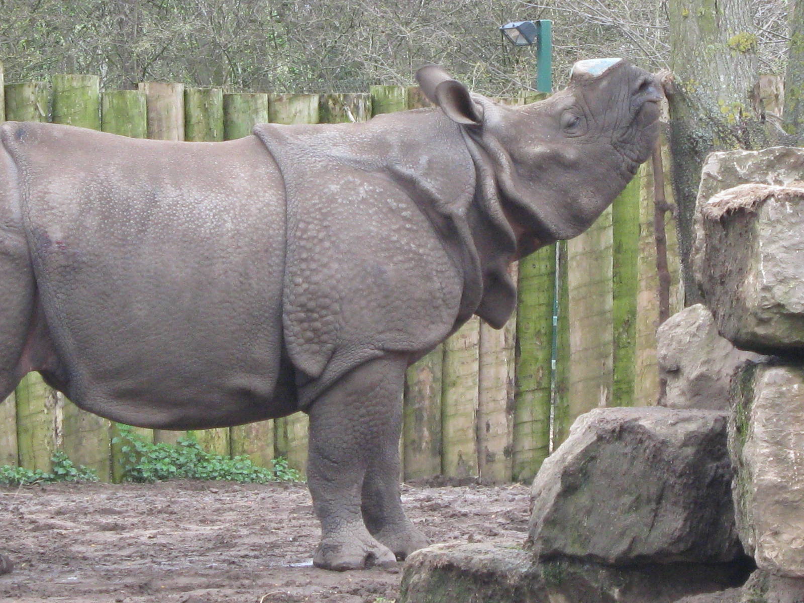 Indian Rhino bull Babuu 30.3.10