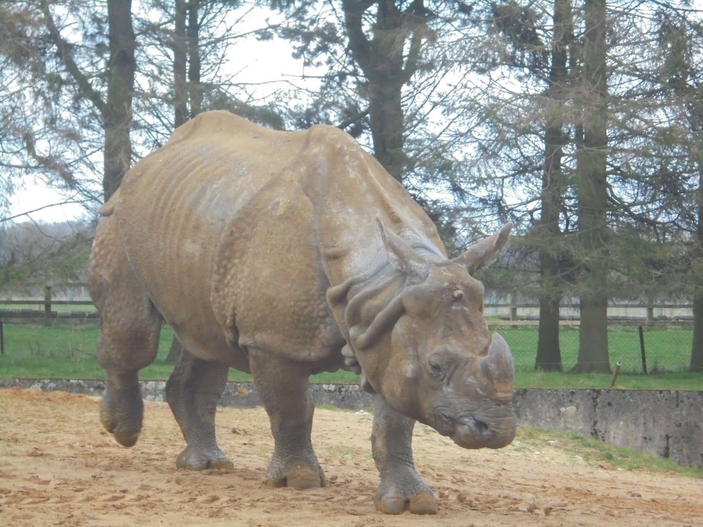 Indian rhino bull Hugo.