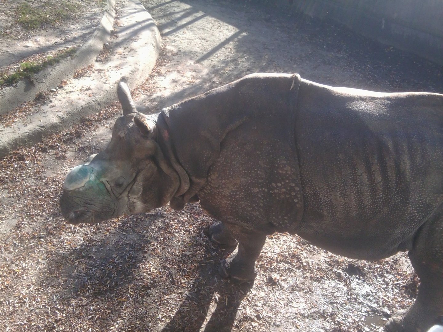Indian Rhino Bull