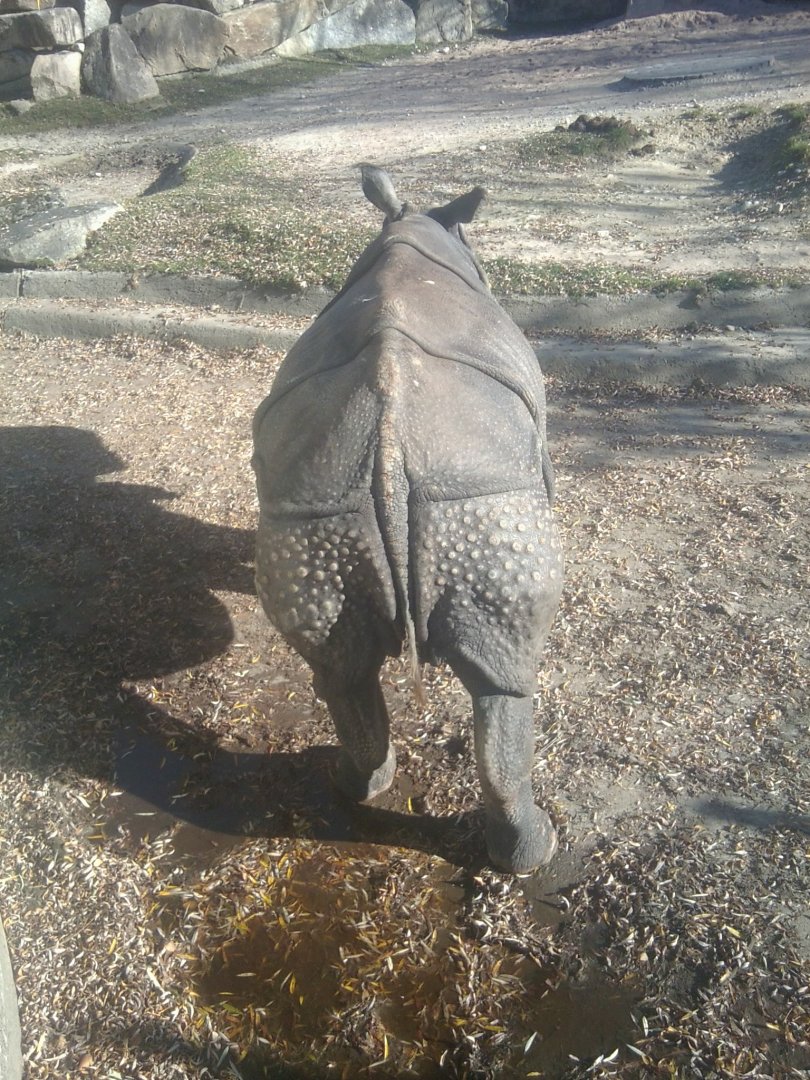 Indian Rhino Bullkhj