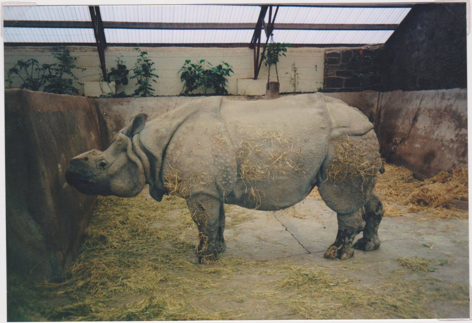 Indian rhino c.1997