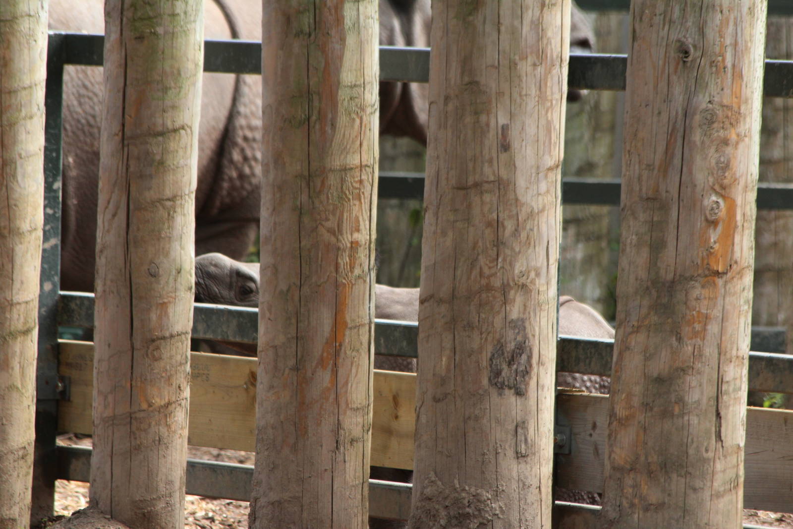 Indian Rhino calf - 10th August 2013
