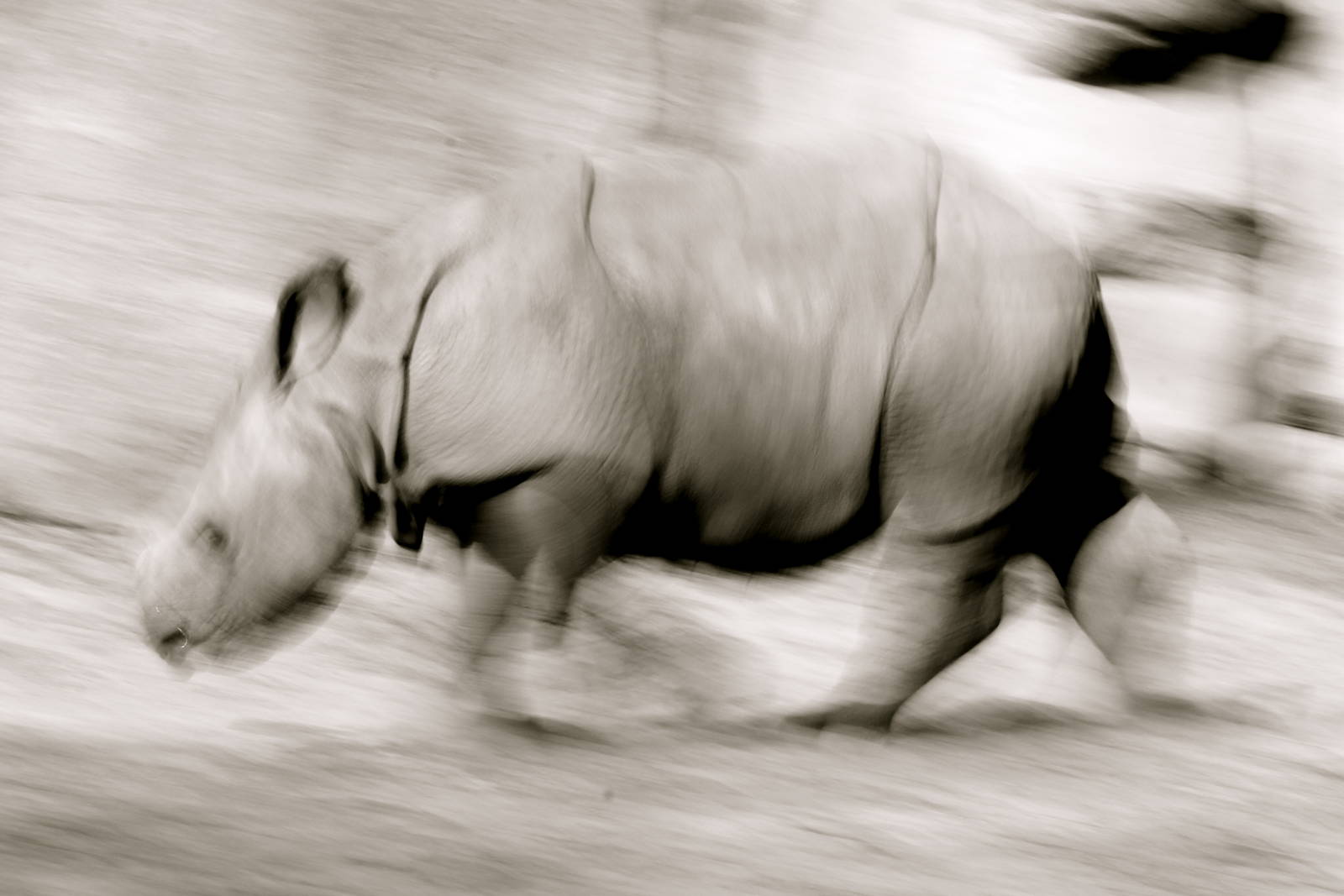 Indian rhino calf, April 2015