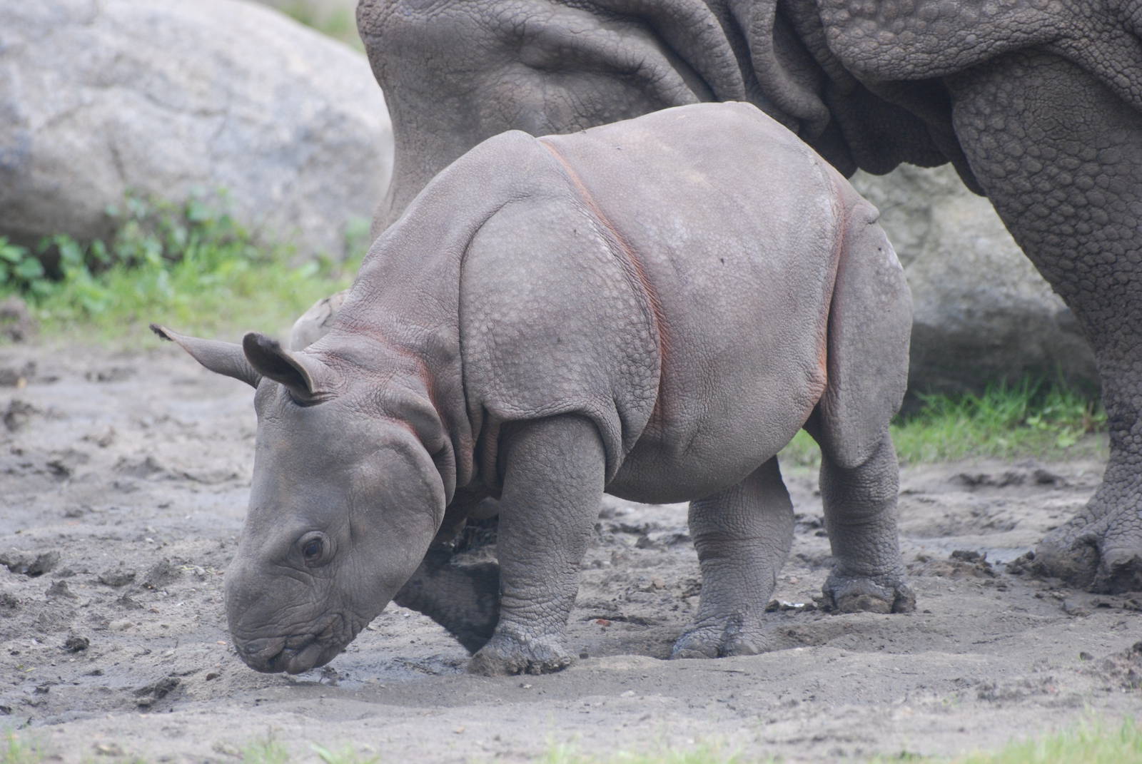 Indian Rhino Calf at Tierpark Berlin, 30/08/11