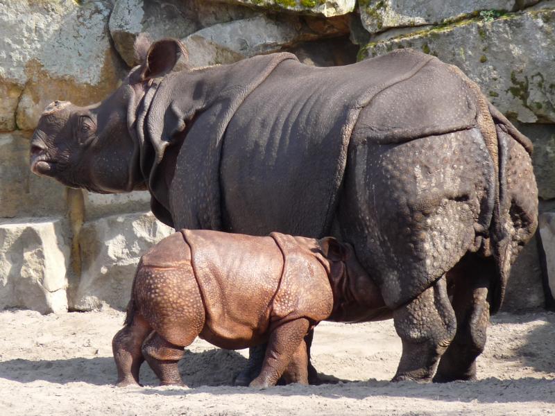 Indian Rhino calf drinking milk