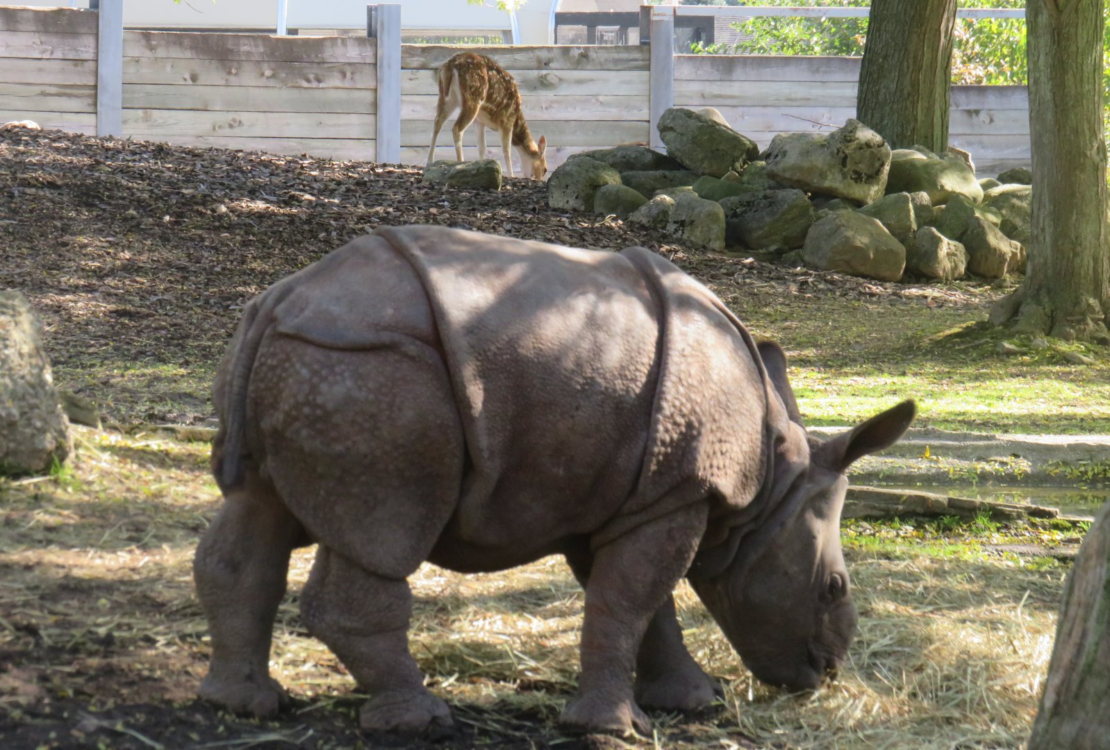 Indian rhino calf with chital deer