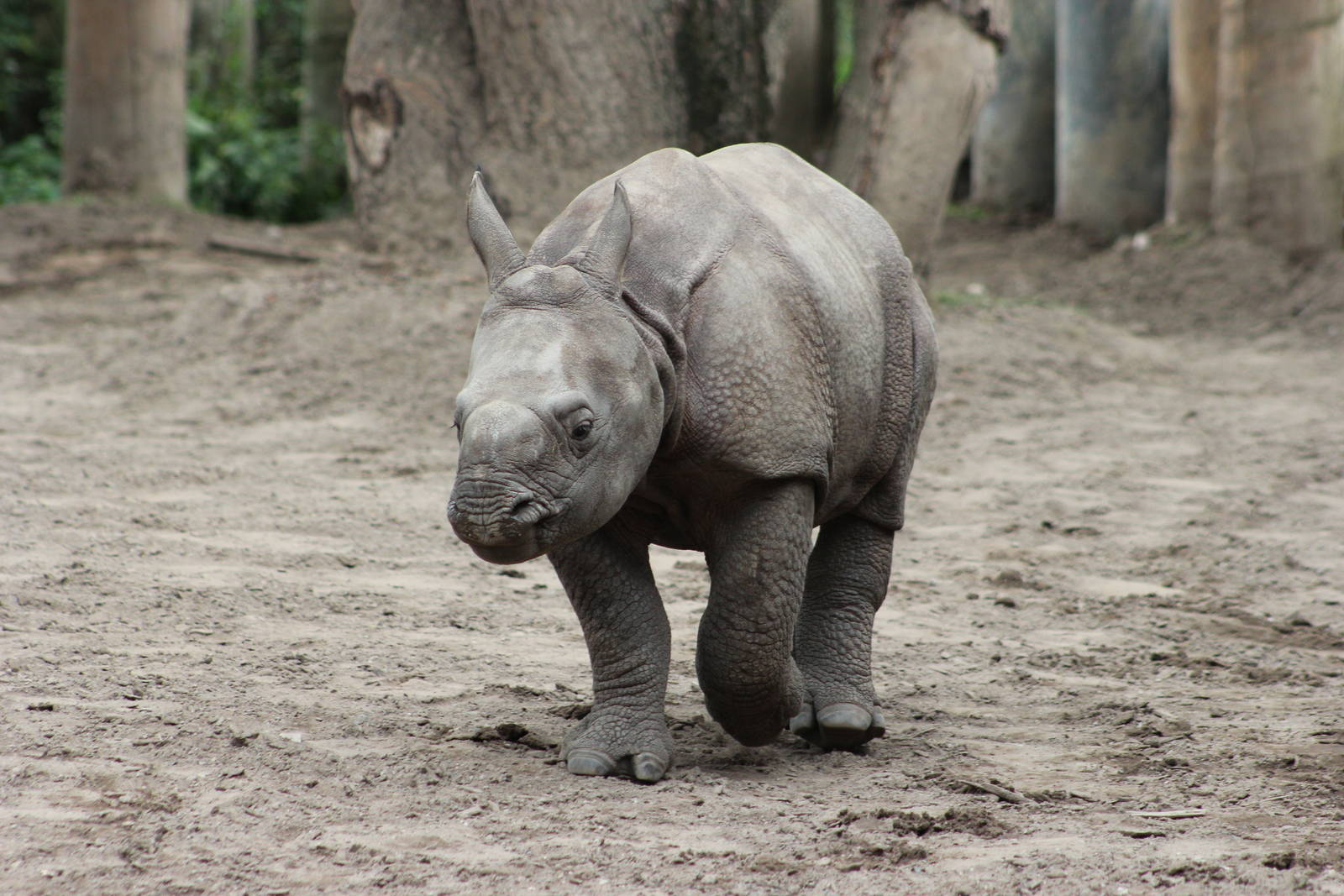 Indian rhino calf