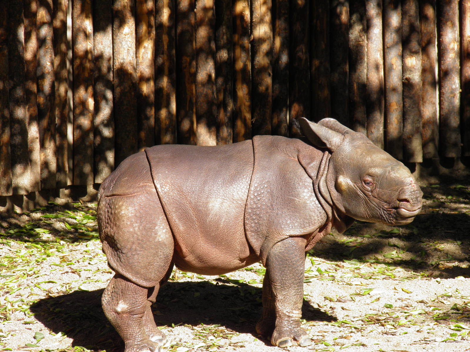 Indian Rhino calf