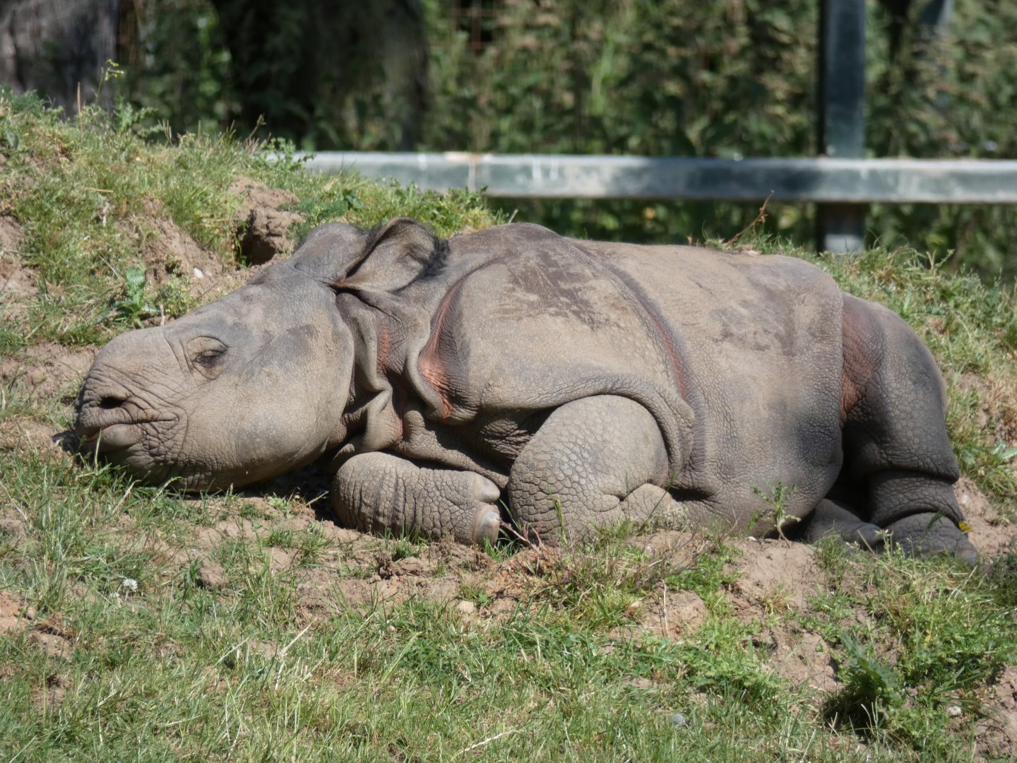 Indian Rhino Calf