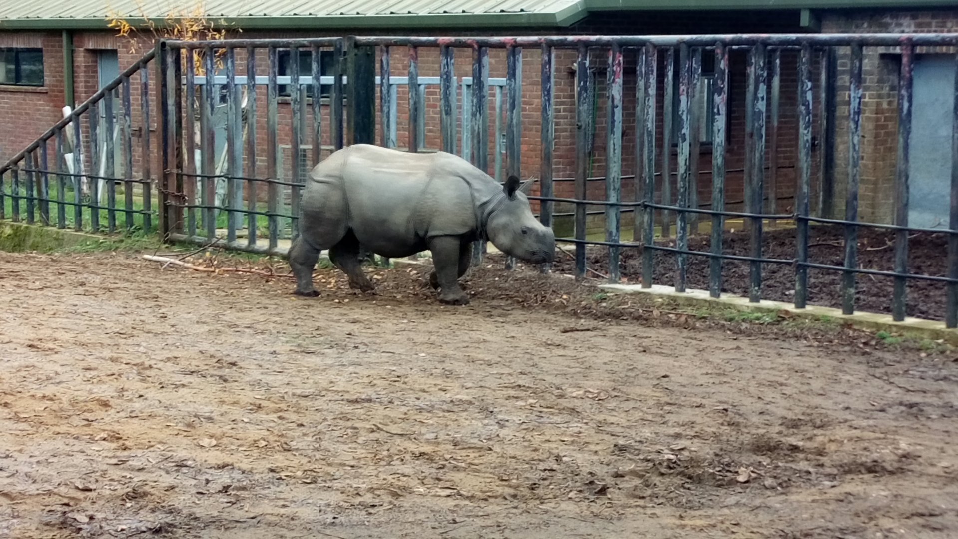 Indian rhino calf