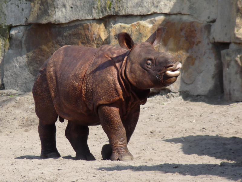 Indian Rhino calf