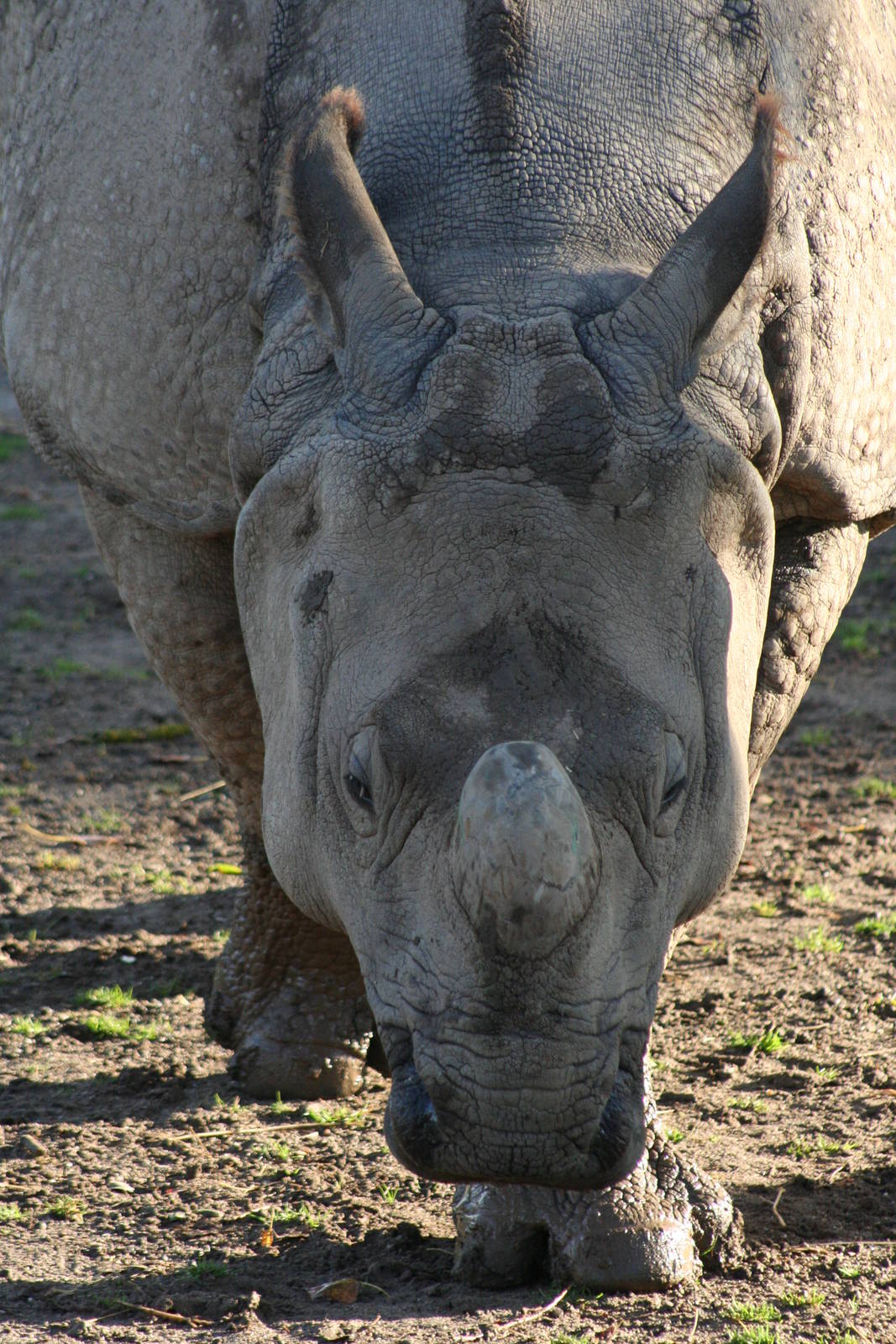 Indian Rhino@ Chester; 11.10.2014