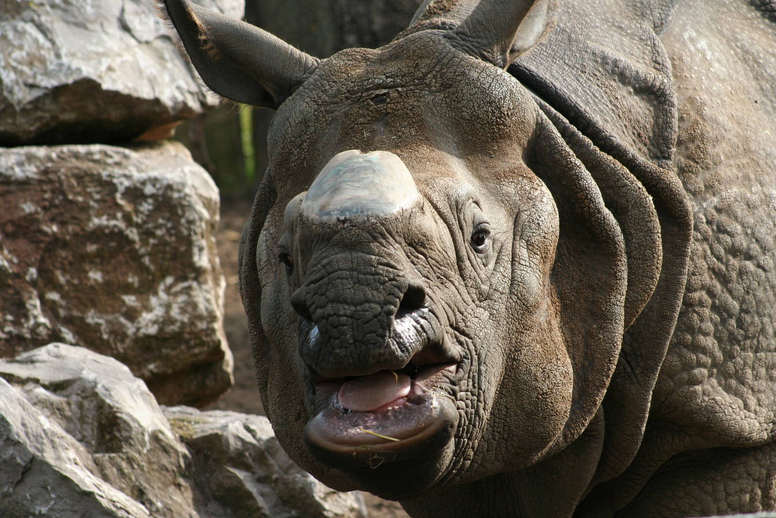 Indian Rhino @ Chester; 22.09.2010