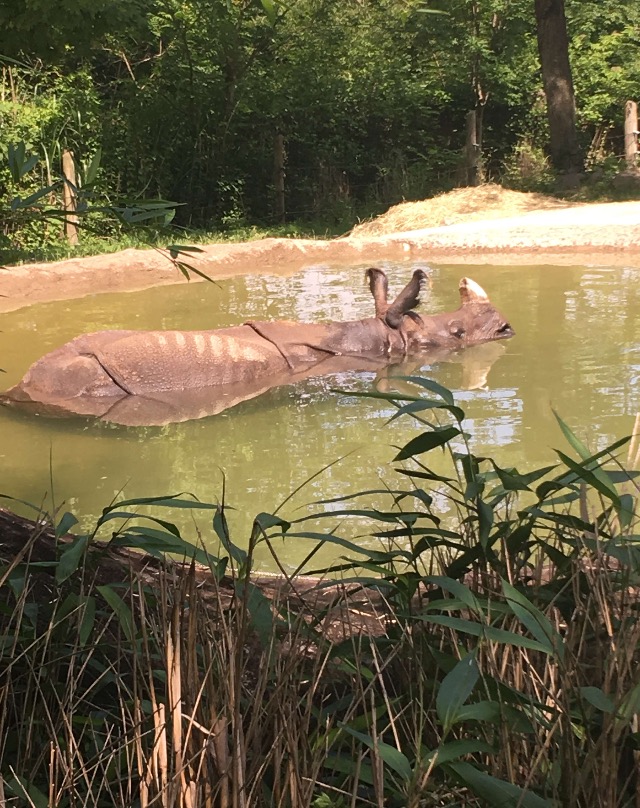 Indian Rhino Chillin' | Cincinnati Zoo
