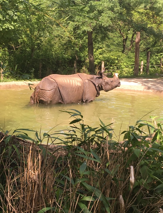 Indian Rhino | Cincinnati Zoo
