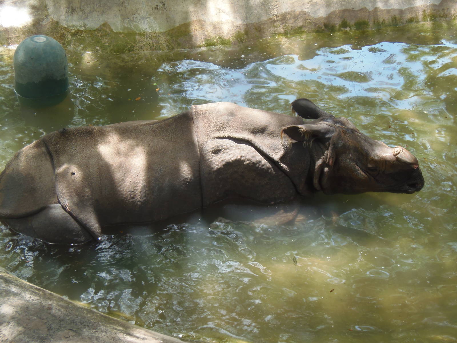 Indian Rhino Cooling Off In Pool