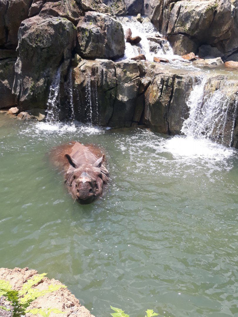 Indian rhino cools off