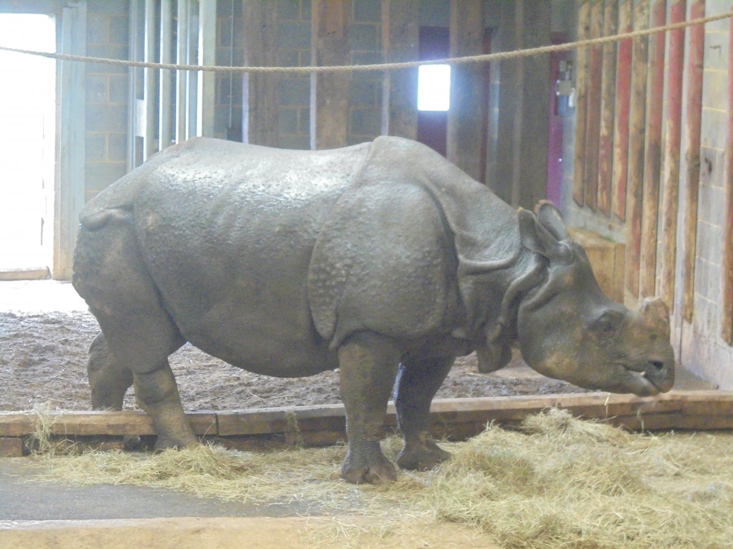 Indian rhino cow 'Beluki'.