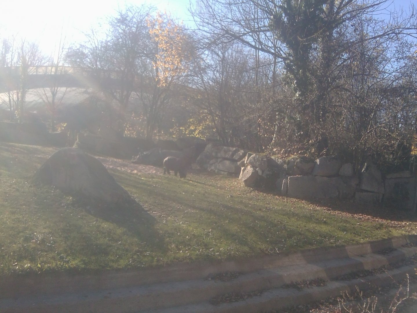 Indian rhino, dam and calf