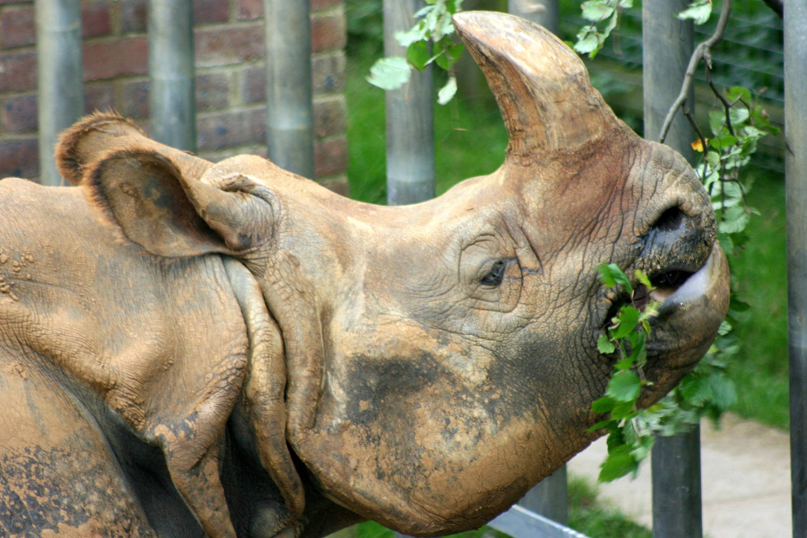 Indian rhino eating browse; Whipsnade; 9th October 2010