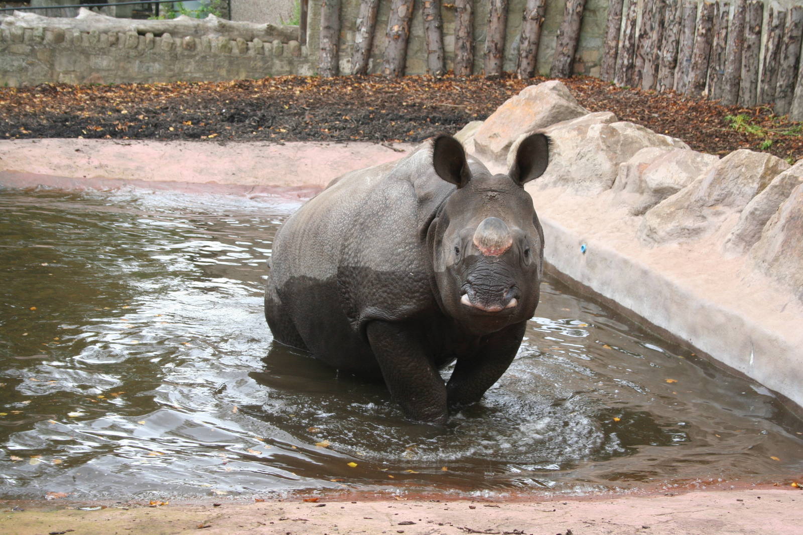 Indian rhino - Edinburgh 07